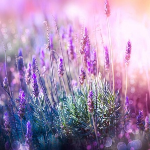 Papermoon Fototapete Lavender Field, glatt