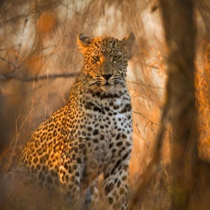 Papermoon Fototapete Leopard in Wald