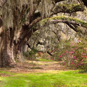 Papermoon Fototapete Live Oak Tunnel