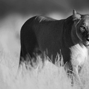 Papermoon Fototapete Löwe schwarz & weiß