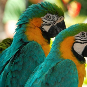 Papermoon Fototapete Macaw Love Birds, glatt