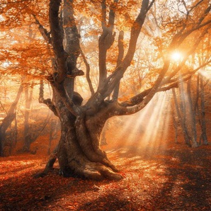 Papermoon Fototapete Magical Old Tree, glatt