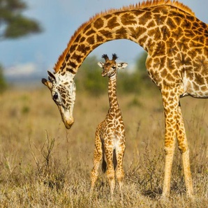 Papermoon Fototapete Masai Giraffe Protecting Baby, glatt