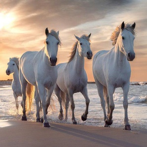 Papermoon Fototapete Pferde am strand
