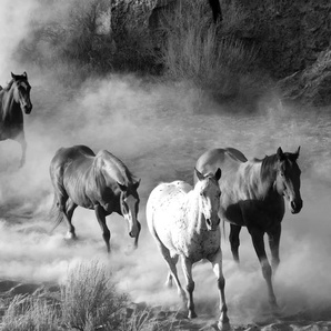 PAPERMOON Fototapete Pferde Schwarz & Weiß Tapeten Gr. B/L: 5,00 m x 2,80 m, Bahnen: 10 St., schwarz (schwarz, weiß) Fototapeten