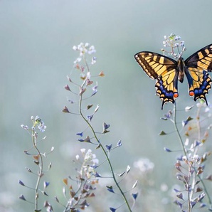 Papermoon Fototapete Photo-Art PETAR SABOL, SWALLOWTAIL BEAUTY