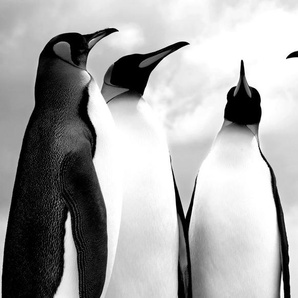 Papermoon Fototapete Pinguin Schwarz & Weiß