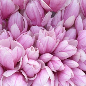 Papermoon Fototapete Pink Magnolia, glatt