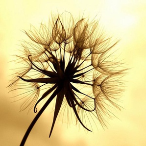 Papermoon Fototapete PUSTEBLUME-LÖWENZAHN BLUME ABSTRAKT DESIGN MUSTER BLÜTE