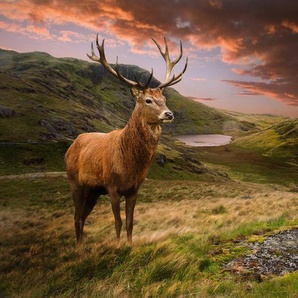 Papermoon Fototapete Red Deer, glatt