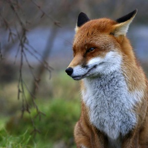 Papermoon Fototapete Red Fox, glatt