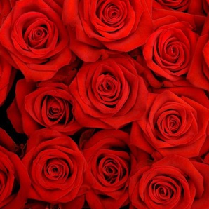 Papermoon Fototapete Red Roses, glatt