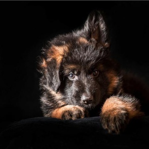 Papermoon Fototapete SCHÄFER-HUND TIER WELPE PORTRÄT LANGHAARIG STUDIO
