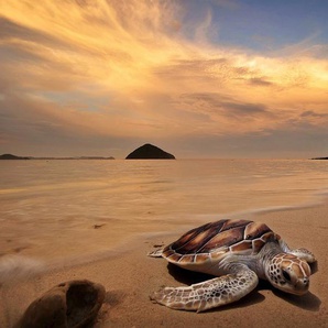 Papermoon Fototapete Schildkröte am Strand