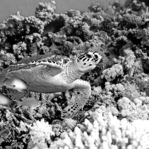 Papermoon Fototapete Schildkröte Schwarz & Weiß