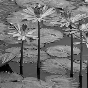 Papermoon Fototapete Seerosen, Teich, Blüten, Blätter Schwarz & Weiß