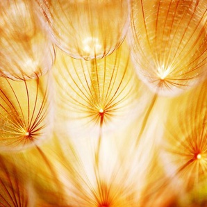 Papermoon Fototapete Soft Dandelion Flowers, glatt