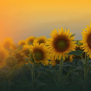 Papermoon Fototapete SONNENBLUMEN-ANEMONE MAKRO ABSTRAKT KUNST WIESE PFLANZE