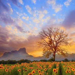 Papermoon Fototapete Sonnenblumen Dusky Sky