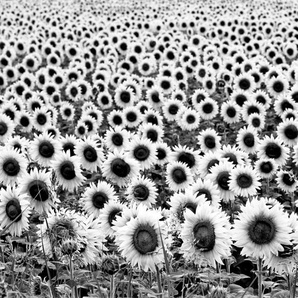 Papermoon Fototapete Sonnenblumen Schwarz & Weiß
