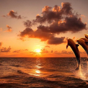 Papermoon Fototapete Sunset Jumping Dolphins, glatt