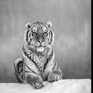 PAPERMOON Fototapete Tiger Portrait Schwarz & Weiß Tapeten Gr. B/L: 4,50 m x 2,80 m, Bahnen: 9 St., schwarz (schwarz, weiß) Fototapeten