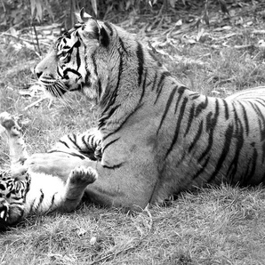PAPERMOON Fototapete Tiger Schwarz & Weiß Tapeten Gr. B/L: 5,00 m x 2,80 m, Bahnen: 10 St., schwarz (schwarz, weiß) Fototapeten