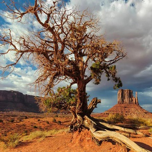 PAPERMOON Fototapete Toter Baum in Wüste Tapeten Gr. B/L: 4,00 m x 2,60 m, Bahnen: 8 St., bunt Fototapeten