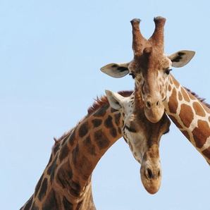 PAPERMOON Fototapete Verliebte Giraffen Tapeten Gr. B/L: 3,5 m x 2,6 m, Rollen: 1 St., bunt Fototapeten