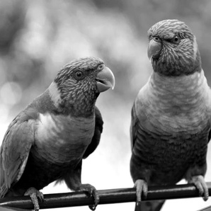 PAPERMOON Fototapete Vögel Schwarz & Weiß Tapeten Gr. B/L: 5,00 m x 2,80 m, Bahnen: 10 St., schwarz (schwarz, weiß) Fototapeten