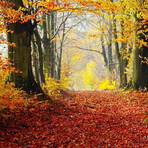 Papermoon Fototapete WALD-HERBST BÄUME NATUR LANDSCHAFT BAUM ALLEE WANDBILD