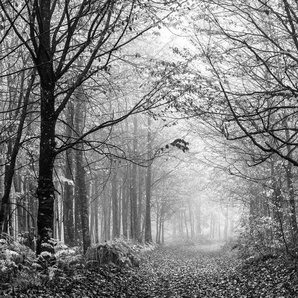 Papermoon Fototapete Wald Schwarz & Weiß