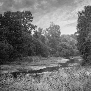 PAPERMOON Fototapete Wald Schwarz & Weiß Tapeten Gr. B/L: 4,00 m x 2,60 m, Bahnen: 8 St., schwarz (schwarz, weiß) Fototapeten