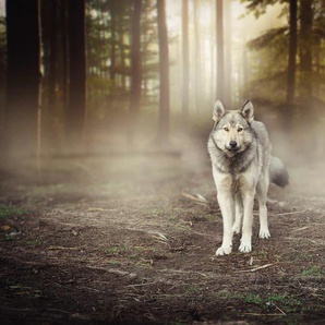 PAPERMOON Fototapete Wolf im Wald Tapeten Gr. B/L: 5,00 m x 2,80 m, Bahnen: 10 St., bunt Fototapeten