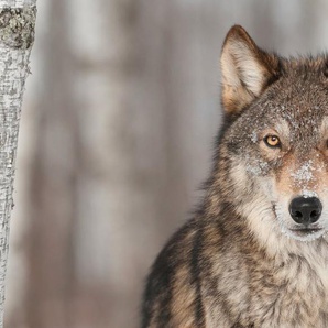 Papermoon Fototapete WOLF-TIER HUNDE RAUBTIER GRAU RUDEL WALD WILD NATUR