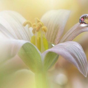 Papermoon Fototapete Zen Wassertropfen mit Blume Makro