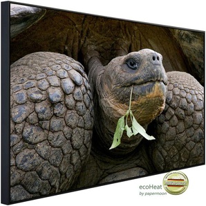 PAPERMOON Infrarotheizung Riesenschildkrötenporträt Heizkörper Gr. B/H/T: 100 cm x 60 cm x 3 cm, 600 W, bunt (kunstmotiv im aluminiumrahmen) Heizkörper