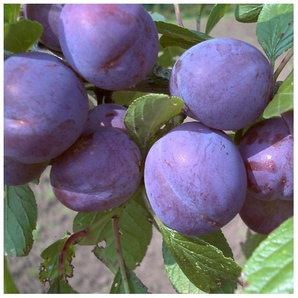 Pflaume »Anna Späth«, Buschbaum, selbstfruchtend, saftig und würzig-süß, späte Ernte
