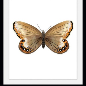 queence Bild Lexy, Schmetterlinge (1 St)