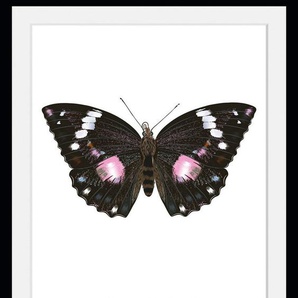 queence Bild Marissa, Schmetterlinge (1 St)
