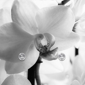 queence Garderobenleiste Flower (1 St), inkl. 3 Edelstahlhaken und Aufhängung