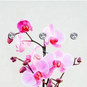 queence Garderobenleiste Orchidee, mit 6 Haken, 50 x 120 cm