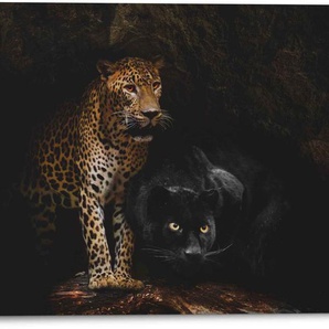 Wandbild REINDERS Aluminium Raubtiere Panther - Cougar Katzen Höhle Bilder Gr. B/H: 70 cm x 50 cm, Wildtiere, 1 St., schwarz Kunstdrucke