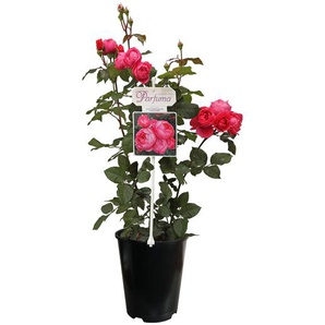 Rose »Gartenprinzessin Marie-Jose« - rosa -