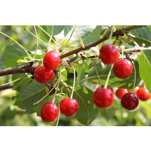 Sauerkirsche »Achat«, Obstbaum, wurzelecht, winterhart, mehrjährig, selbstfruchtbar