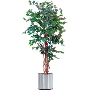 Schneider Kunstpflanze Ficus Benjamini B/H: 8 cm x 24,5 weiß Künstliche Zimmerpflanzen Kunstpflanzen Wohnaccessoires