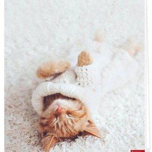 Seitenzugrollo Klemmfix Digital Sleepy Cat, LICHTBLICK ORIGINAL, verdunkelnd, ohne Bohren, freihängend, Klemmfix, bedruckt