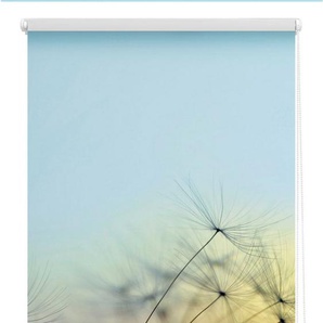Seitenzugrollo Klemmfix Motiv Pusteblume, LICHTBLICK ORIGINAL, Lichtschutz, ohne Bohren, freihängend, Klemmfix, bedruckt