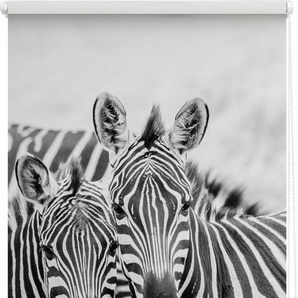 Seitenzugrollo Klemmfix Motiv Zebra, LICHTBLICK ORIGINAL, Lichtschutz, ohne Bohren, freihängend, Klemmfix, bedruckt