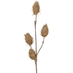 Soft Flower Distelzweig - braun - Kunststoff, Metall - 118 cm | Möbel Kraft